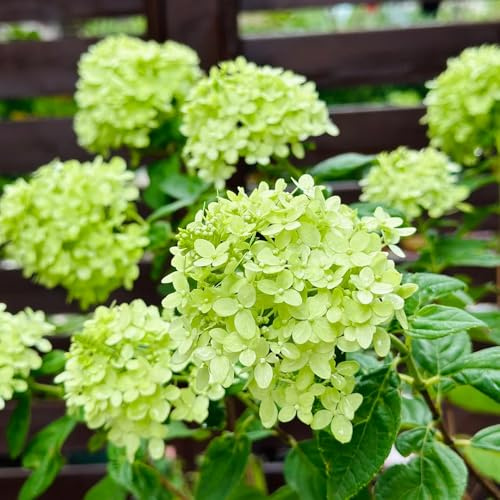 300 piezas semillas de hortensia panoja - semillas de hortensia, pequeño para mujeres, perennes resistentes,