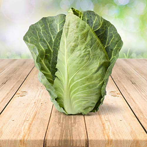 Kohl Ochsenherz 250 x Samen - Aus Portugal 100% Natürlich Ohne Chemische Anzuchthilfe Oder Gentechnik, Einfach Nur Natur Pur