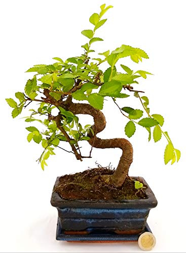 POWERS TO FLOWERS - ZELCOVA BONSAI, pianta vera