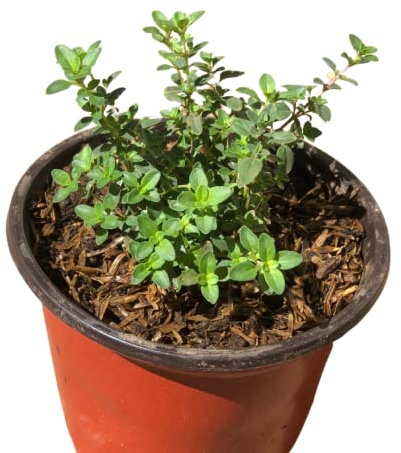 Tomillo Natural Planta Aromática de Exterior