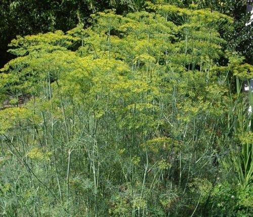 Dill Mammut, 100 halb Non OGM