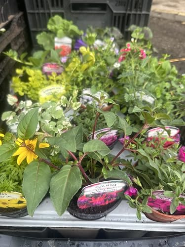 Garthwaite Nurseries 6 MIXED HANGING BASKET & PATIO POT PLANTS, 9CM POTS MIXED VARIETIES EASY TO GROW (not plug plants)
