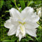 Plantas raras, Winterharte, Bulbos perennes,Bulbos lilium asiatico,Bulbos Lilium, Bulbos de lirio-6 Bulbos-E