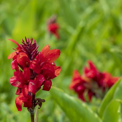 canna tuberi - bulbi piante da ufficio fiori giardino canna bulbi fiori bulbi piante da giardino piante da balcone resistenti bulbi di giglio canna da giardino erbe piante 2pcs