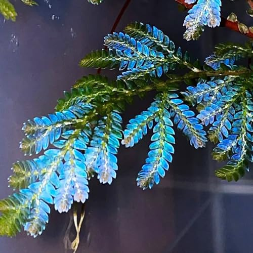rose von jericho, blumenzwiebeln mehrjährig winterhart zimmerpflanze gartendeko für draußen 7zwiebeln