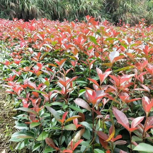 Semi di Photinia Red Robin per giardinieri ornamentali resistenti giardino di prodotti sostenibili vecchie varietà per i luoghi soleggiati siepe, 150pcs