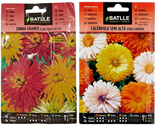 Zinnia gigante flor Dalia CACTUS & Caléndula semi alta doble variada