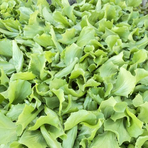 Eissalat grün Salatjungpflanzen 6er-Set