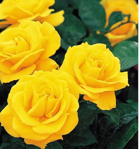 Golden Yellow Bush Rose Plant in A 3 Litre Pot Yellow Flowers - Scented Rose