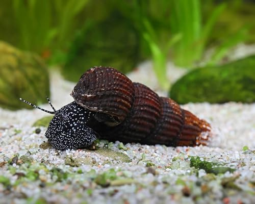 NatureHolic Weiße Perlhuhnschnecke Tylomelania patriarchalis 3 Stück - Aquarium Schnecken lebend - große Algenfresser Schnecke - ab 54l Beckengröße - Natürliche Aquarien Reinigung