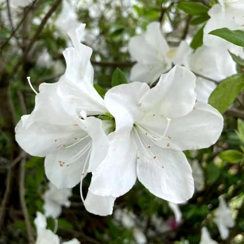 semillas de rododendro - perennes resistentes permanentes exóticas 35pcs