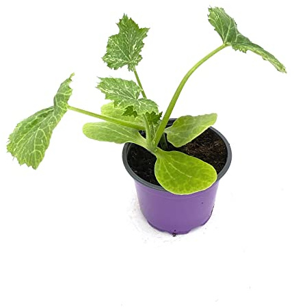 Hokkaido Kürbis für den Balkon CUCURBITA MAXIMA Gemüse Pflanzen 2 stk.