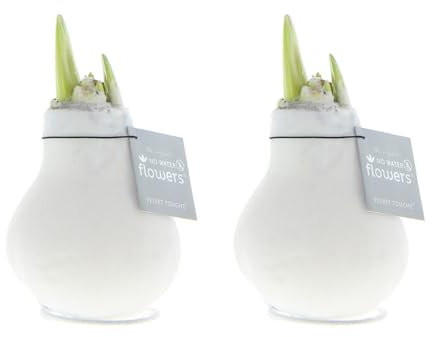 Bloomique - 2er Set - Velvet Weiß - Amaryllis in Wachs - No Water Flowers - Blumenzwiebel in Wachs - Weihnachtsgeschenke und Deko - 15cm hoch bei Lieferung - Wächst zu 40-60 cm