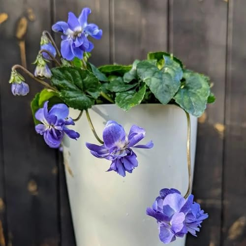 Semillas de violeta fragantes, semillas de silvestres viola odorata, Las de jardín de rocas son resistentes Las de balcón son 150pcs