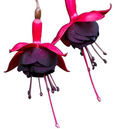 Fuchsia Plants - 'Blacky' - 1 x Full Plant in 1 Litre Pot - Fuschias - Garden Ready - Ready to Plant - Premium Quality Garden Perennial