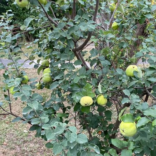 membrillo en espaldera columnares de bonsái Camas elevadas para el jardín de balcón resistentes semillas orgánicas resistentes 150pcs