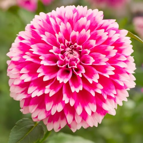 Bulbes (racines tubéreuses) de DAHLIA | Bulbes provenant des meilleurs producteurs néerlandais | Sélection et contrôle | Floraison garantie. (2 Dahlia Cactus Spider Fuzzy Wuzzy)