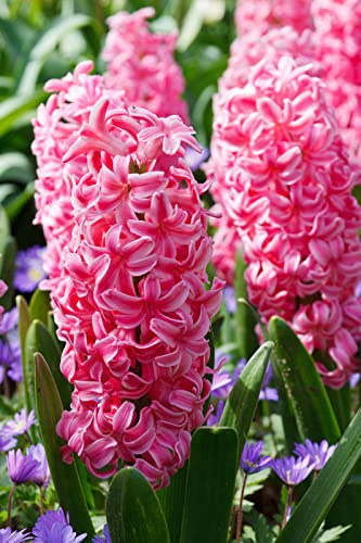 Hyacinthus Bulbi -Compatti,Robusti, Naturali, Freschi,Vitali-10 Bulbi-B