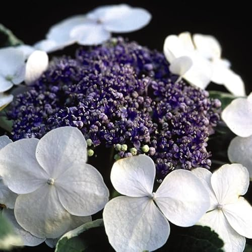 Ortensia 'Light-O-Day' 25–30 cm Vaso – Hydrangea macrophylla 'Light-O-Day' – Foglia variegata decorativa
