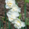 Bulbo De Narciso,Narciso Planta,Narciso Bulbo,Narcisos Flores,Flores Ornamentales-4Bulbos-b