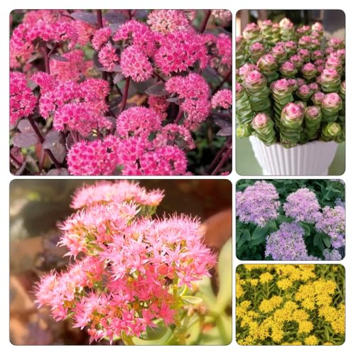 sedum semillas verano jardín interior resistentes balcón jardín decorativas semillas 550pcs