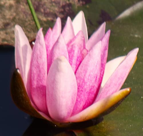 Teichpflanzen Seerosen : Nymphaea Seerose Halbzwergseerose  Berthold  winterhart Pflanztiefe bis 50 cm