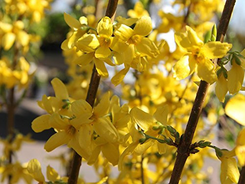 Goldglöckchen - Forsythie 'Lynwood' - Laubgehölze - Forsythia intermedia Lynwood - Containerware 60-100 cm - Garten von Ehren®