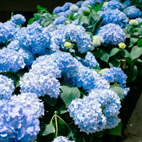 ortensie semi esotici di balcone primavera semi arbusto farfalle Copertura perenne resistente serrature balcone perenne 90pcs