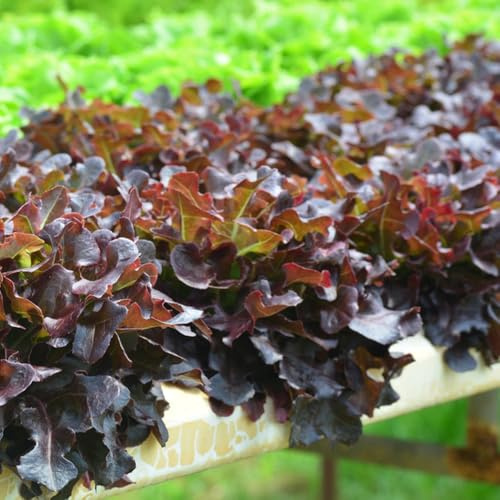salatsamen steingartenpflanzen kräuterpflanzen pflücksalat kopfsalat wintergemüse salat balkonpflanzen balkon hochbeet pflanztöpfe pflanzenkübel gemüsesamen alte sorten dachbegrünung 800samen