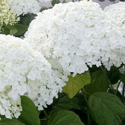 Hydrangea Annabelle in a Large 3 Litre Litre Pot with Detailed Colour Care Label | Garden Ready Plant | by Plant Lovers Garden