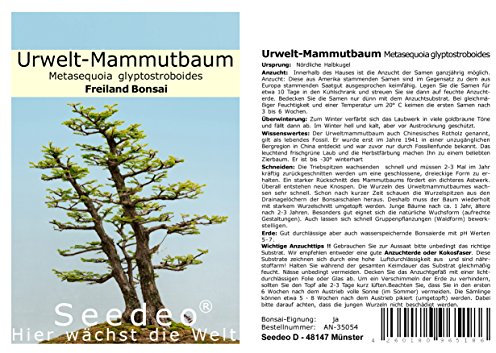 Seedeo® Urwelt-Mammutbaum (Metasequoia glyptostroboides) Bonsai 100 Samen