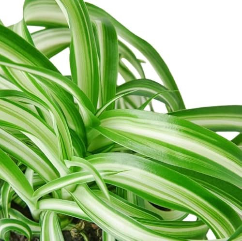 Chlorophytum Variegata | DECOALIVE | Planta de Interior Natural | Cinta o Planta Araña