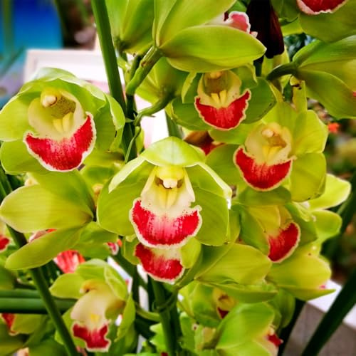 Top QualitäT, Das Bunt Gemischte, MehrjäHrig Phalaenopsis Orchideen, Ideal für Balkon & Terrasse, Cymbidium Orchidee, Winterhart, Duftend,-3zwiebelns-I