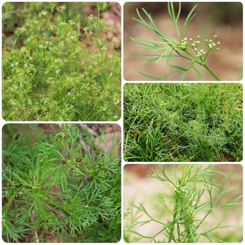 perifollo exóticas balcones elevados de jardín de invierno cocina balcón e invernadero invierno, Cultivo hortalizas Semillas 300semillas