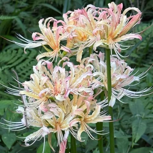 lirio araña, lirios araña, lycoris - silvestres en el balcón lirio, Lycoris radiata sostenibles cubresuelos, resistente, de otoño, 3bulbos