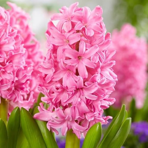 80 graines de fleurs de jacinthe rose