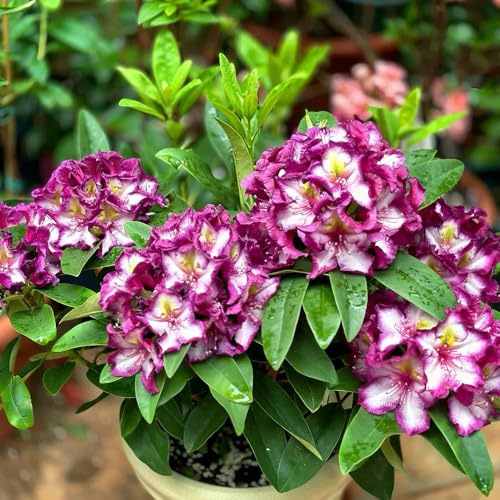 semi resistenti di azalea acquistare, interno di rododendro da giardino resistenti balcone, recisi, 90pcs