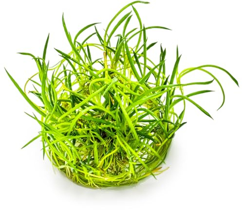 WASSERPFLANZEN WOLFF - 5er-Set Strandling/Littorella uniflora im 9x9cm Topf – Winterhart & Immergrün – Ideale Pflanze für die Flachwasserzone & den Teichrand – Robuster Bodendecker