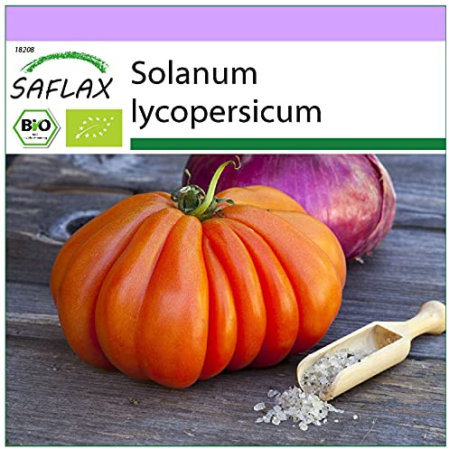 SAFLAX - BIO - Tomate - Ochsenherz - 10 Samen - Solanum lycopersicum
