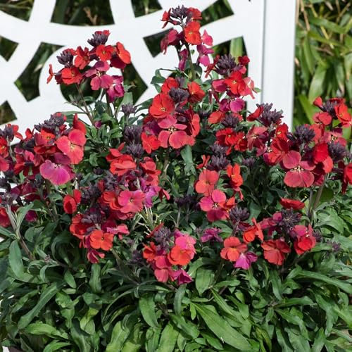 Erysimum Red Jep WallFlower - Real Outdoor Perennial Plant - Fragrant Red Flowers for Garden Borders & Pots - Hardy Spring Bloomer - Bee-Friendly & Low Maintenance (9cm Pot, 10-20cm)