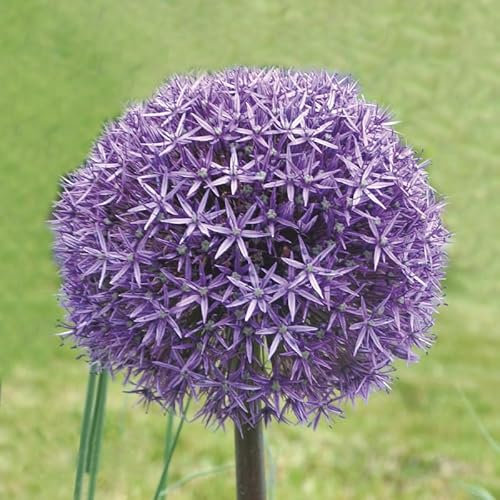 Allium aflatunense 'Gladiator' / Ail d'Aflatun Géant/Conteneur de 1 à 1.9 litres/Vivace