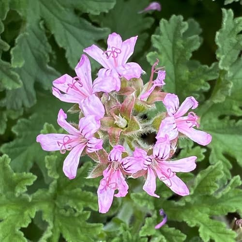 semillas de geranio perfumado, semillas exóticas, Pelargonium graveolens, de jardín de aromáticas 180pcs