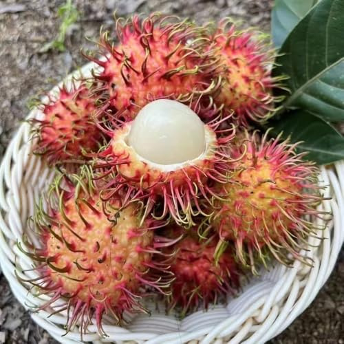 rambutan - exotische winterfeste balkon rambutan winterharte garten kübelpflanzen nachhaltige geschenke schnell wachsende sträucher bio obstbäume kaufen baumsamen gartendeko für 10samen