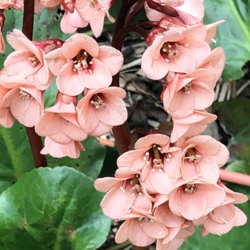 Bergenia Decoraciones jardín exteriores interior balcón 400semillas
