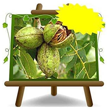 EURO PLANTS VIVAI Noce Pecan Wichita – Pianta da Frutto Antico su Vaso ø 20×26 cm- Altezza 120~140 cm - Età 2 Anni