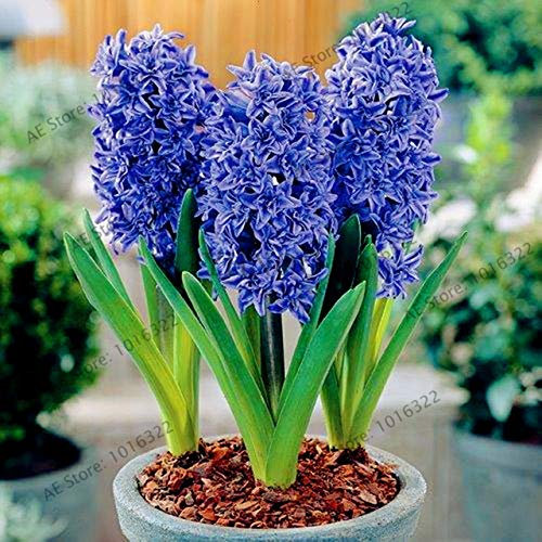 Shopmeeko Samen: 100pcs / bag Hyacinth Pflanzen Bonsai-Blumen-Garten (nicht Hyazinthe Glühbirne) Holland hydroponische Blume Outdoor-Anlage: 2