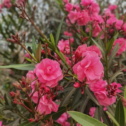 semillas resistentes de adelfa de balcón, cortadas adelfa jardín perennes resistentes, decorativas, verdes, decoración jardín al aire 35pcs