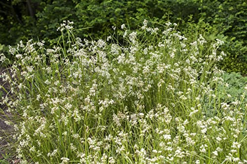 Luzula nivea 9x9 cm Topf – Winterhart, Mehrjährig, Immergrün – Schnee-Marbel – Bodendecker für Schattenbeet & Garten