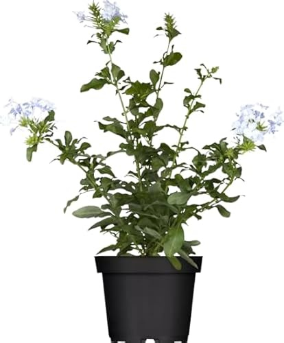 Jazmín Azul Natural Planta Arbustiva de Flores Celestes para Exterior