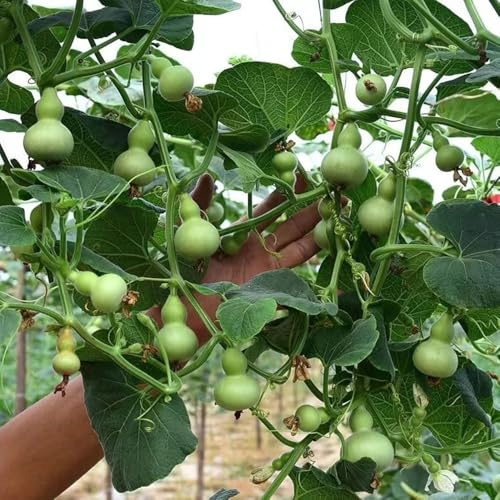 comprar semillas de calabaza de botella, raras variedades antiguas jardín balcón verdes rocas 55pcs